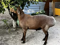 مینڈھا, بھیڑیں — تصویر 4