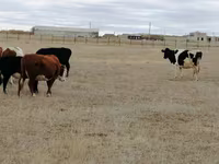 Krava, Swiss cattle — foto 3