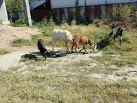 Capra, Saanen goat — foto 3