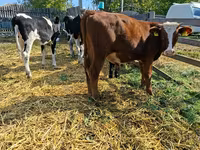 Kuh, Russian Black pied cattle — Foto 3