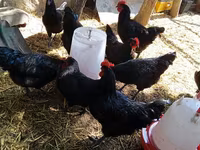 Chickens — புகைப்படம் 4