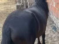 Koń, Konie — zdjęcie 2