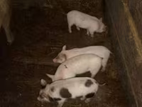 Beer, Varkens — foto 1