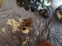 Ducks — عکس 2