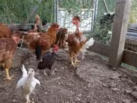 Chickens — foto 4