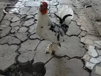 Chickens — foto 1