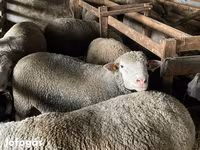Vædder, Ile-de-France sheep — foto 4