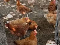 Chickens — zdjęcie 2