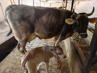 گائے, Swiss cattle — تصویر 5