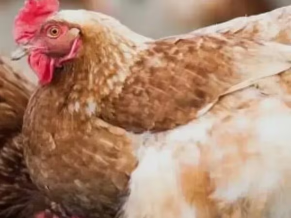 Chickens