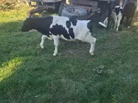 Býk, Russian Black pied cattle — foto 1
