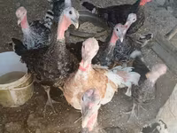 Turkeys — foto 1