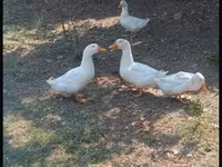 Turkeys — عکس 5
