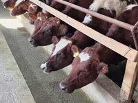 Cow, Swiss cattle — photo 1