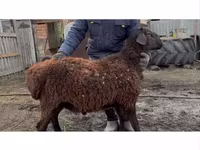 Qoʻchqor, Hissar sheep — 2-rasm