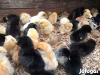 Chickens — zdjęcie 1