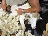 Biri-biri betina, Sheep — foto 2