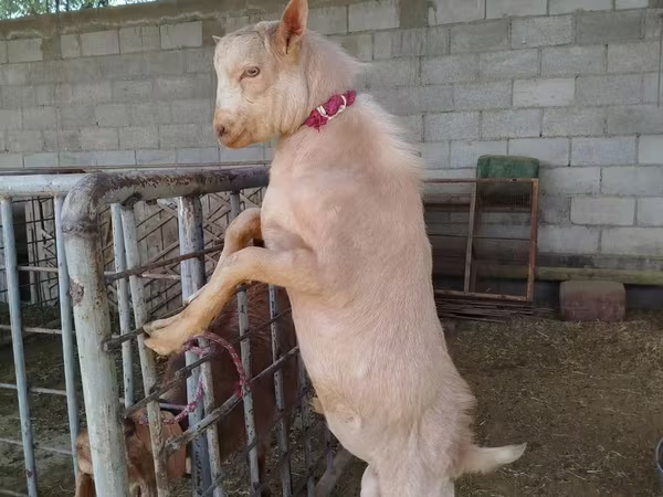 بز ماده, بز