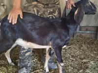 Ямаа, Nubian Goat — 8 зураг