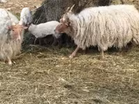 Ovce, Racka sheep — foto 5