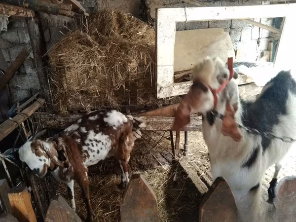 Коза, Beetal goats