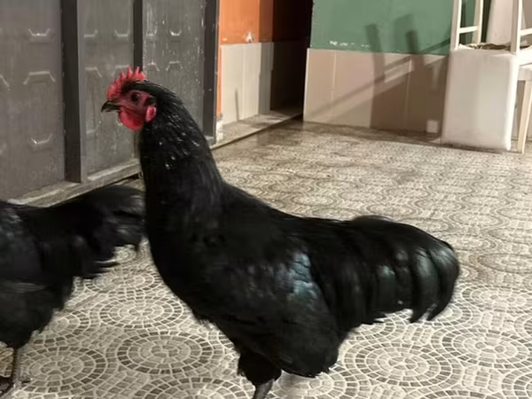 Australian Pit Game fowl — Azerbaijan