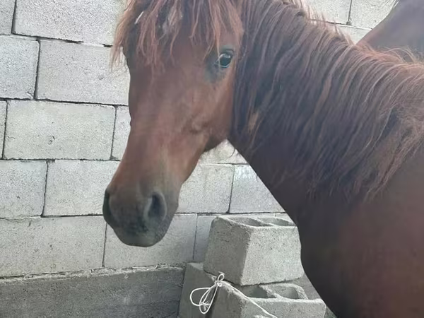 اسب نر, Arabian horse