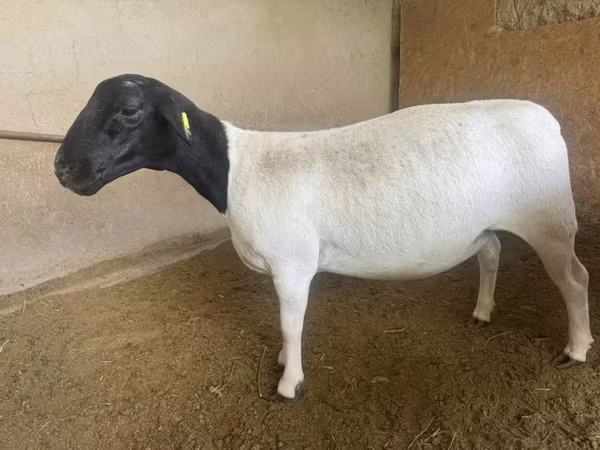 میش, Dorper sheep