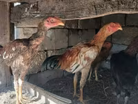 Chickens — foto 2