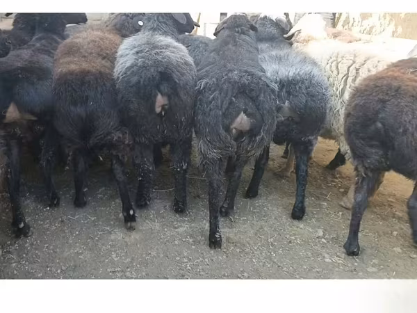 Schaf, Hissar sheep