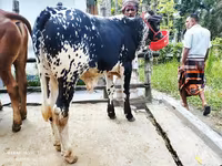 Banteng, Cattle — foto 3