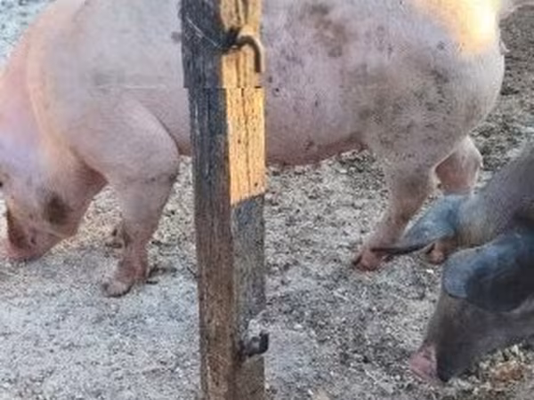 Sow,  — Hungary
