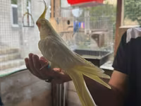 Watsap elaqe Növ: Nimfa (Cockatiel) – lutino rəng mutasiyası Rəng və — عکس 2