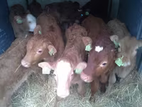 Bovinos (lote, sexo no especificado), Ganado vacuno — foto 6