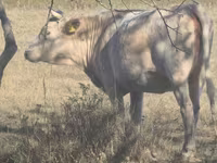 암소, Latvian Blue cattle — 사진 1