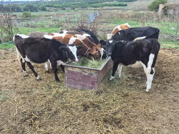 ხარი, Russian Black pied cattle