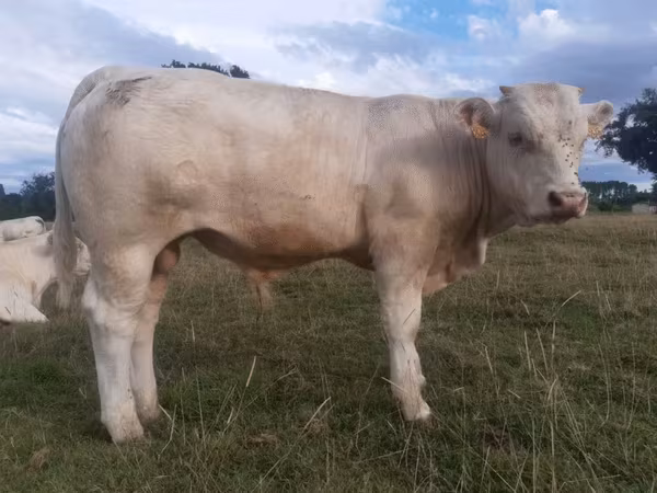 Bull, Charolais cattle — France