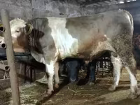 Bik, Simmental cattle — fotografija 1