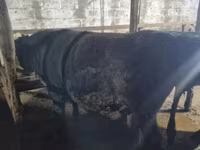 Banteng, Cattle — foto 6