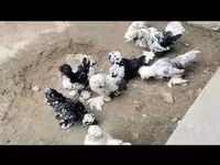 Chickens — foto 4