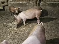 돼지(암수 미지정, 묶음), 돼지 — 사진 1