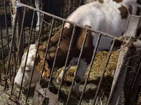 Bulle, Simmental cattle — Foto 6