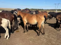 Klisna, Horse breed — foto 1
