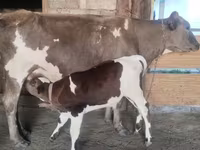 Lembu betina, Latvian Blue cattle — foto 7