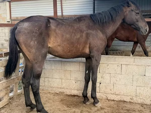 घोड़ा, Arabian horse — कज़ाखस्तान