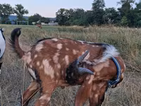 Ziegenbock, Nubian Goat — Foto 3
