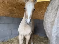 Caballo, Caballos — foto 4
