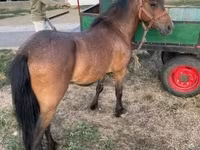 Cavallo, Cavalli — foto 5