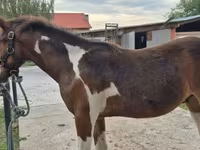 雄馬, Hungarian horse breed — 写真 3