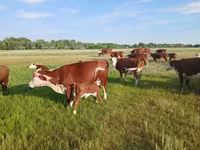 گائے, Latvian Blue cattle — تصویر 4